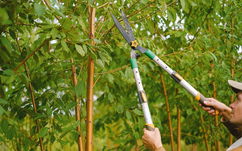 Tree trimming in Gunnison, UT
